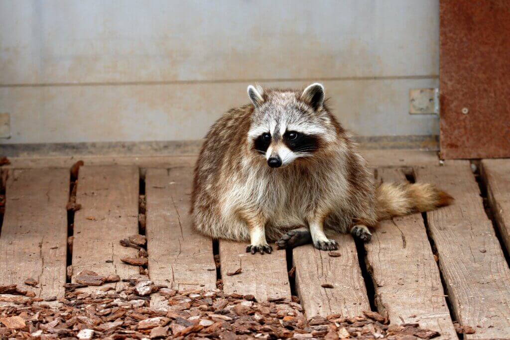 Expert Raccoon Removal and Trapping in Waco | Safeguarding Your ...